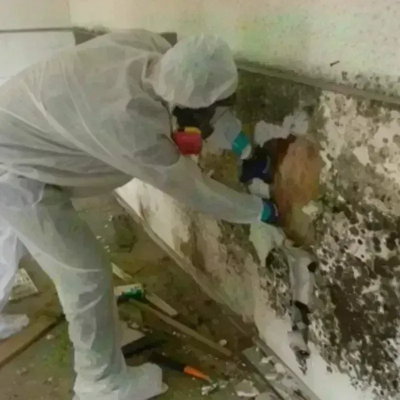 Mold Remediation and Removal in Tuskegee, AL